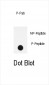 Phospho-LPR1(S4520) Antibody